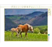 CALVENDO Puzle Haflinger Yegua con Potro | 1000 Piezas, tamaño 64 x 48 cm, fotopuzle para Horas Felices