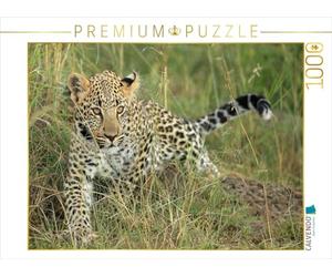 CALVENDO Puzzle de leopardos, pequeño Viaje, 1000 Piezas, 1000 Piezas, tamaño de 64 x 48 cm, para Horas Felices