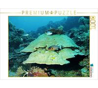 CALVENDO - Puzzle de Paisaje Submarino en la Isla de Palau. Niemann Ute - Puzzle (1000 Piezas, 64 x 48 cm), diseño de Niemann Ute