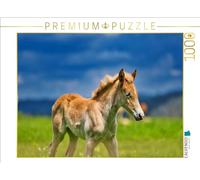 CALVENDO Puzzle Haflinger de Potro | 1000 Piezas, tamaño 64 x 48 cm, fotopuzle para Horas Felices