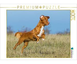 CALVENDO Puzzle Nova Scotia Duck Tolling Retriever en el Campo 1000 Piezas tamaño de la Lege 64 x 48 cm Foto de Puzzle de Starick Sigrid