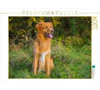 CALVENDO Puzzle Nova Scotia Duck Tolling Retriever Rüde 1000 Piezas, tamaño de la Ley: 64 x 48 cm, Imagen de Starick Sigrid