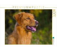 CALVENDO Puzzle Nova Scotia Duck Tolling Retriever Rüdenporträt 1000 Piezas de tamaño 64 x 48 cm Foto-Puzzle Imagen de Starick Sigrid