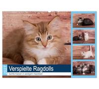 CALVENDO - Ragdolls juguetones - Gatos suaves con vestido de pelo sedoso (calendario de pared 2027 DIN A2 acostado), calendario mensual: pequeños gatos de raza acogedora y curiosa