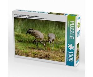 CALVENDO Sabine Smith - Puzzle (1000 Piezas, 64 x 48 cm), diseño de Pollito y Huevo