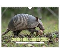 CALVENDO - Zootier del año 2025 - Armadillo (calendario de pared 2027 DIN A4 horizontal), calendario mensual: fascinante visión del mundo de los armadillos.