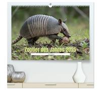 CALVENDO - Zootier des Jahres 2025 - Gürteltier (calendario de pared premium 2027 DIN A2 horizontal), impresión artística en brillante: fascinantes visiones del mundo de los armadillos.