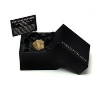 Calymene Trilobite Gift Box - Small