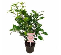 Camelia Japonica Natural Una Flor para el Amor y la Elegancia