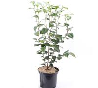 Camelia Japonica Natural una Joya Viva para Jardines Apasionados
