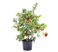 Camelia Japónica Transforma tu Patio con la Belleza de una Planta Natural de Invierno