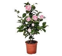 Camelia Japonica Una Planta Natural para Enamorarse