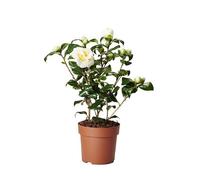 Camellia Japónica Una Planta Natural de Invierno que Transformará tu Jardín en un Oasis Floral