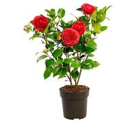 Camellia Japónica Una Planta Natural que Resplandece en Invierno