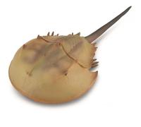 Cangrejo Herradura - XL - 88905 - Collecta - Figura Coleccionable (Deqube 90188905)