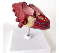 Canine Dog Heart Anatomical Model - Educational PVC Model for Veterinary Teaching and Healthcare applications Training