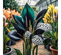 Canna RARA FáCil De Mantener CREA RáPidamente Un Hermoso JardíN OpcióN Ideal para Regalar-2bulbo-A