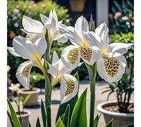 Canna RARA FáCil De Mantener CREA RáPidamente Un Hermoso JardíN OpcióN Ideal para Regalar-2bulbo-D