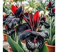 Canna RARA FáCil De Mantener CREA RáPidamente Un Hermoso JardíN OpcióN Ideal para Regalar-3bulbo-B