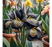 Canna RARA FáCil De Mantener CREA RáPidamente Un Hermoso JardíN OpcióN Ideal para Regalar-3bulbo-C