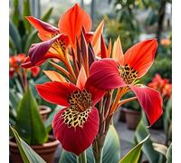 Canna RARA FáCil De Mantener CREA RáPidamente Un Hermoso JardíN OpcióN Ideal para Regalar-3bulbo-E