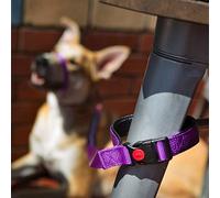 Canny Correa CONNECT Para Perros Pequeños - Mango Acolchado Suave, Resistente Hebilla Permite Atarle De Forma Rápida y Sencilla