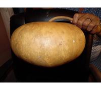 Cantina de la calabaza! 10 semillas grandes! Gran para la artesanía