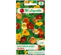 Capuchina baja de hojas variegadas - Alaska mezcla