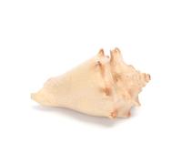 Caracola de Resina, Resistente a la Intemperie, Ideal para decoración de Jardines y acuarios, añade Estilo y naturalidad a Espacios Exteriores.