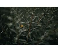 Caracoles en Plantas - Rompecabezas de Madera de 1000 Piezas: Juguete de Entretenimiento Familiar Que desafía el Cerebro (14 años+)