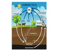 Carbon Cycle Learning Poster Science Education Canvas Print