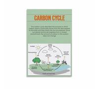 Carbon Cycle Science Poster - Earth Ecology Infographic, Eco Friendly Educational Print for School, Library, Teacher Office Decor (Framed,12x18inch(30x45cm))