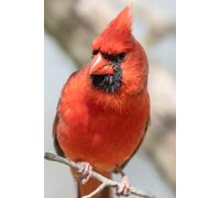 Cardinal Notebook: 120-Page Lined Journal Featuring a Beautiful Red Northern Cardinal - Perfect for Bird Lovers & Nature Enthusiasts
