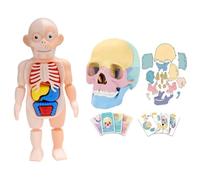 Carlgelrag Modelo de Cráneo de Anatomía, Rompecabezas de Cráneo de Anatomía, Mini Modelo de Cráneo Humano Desmontable, Modelo de Órgano Humano
