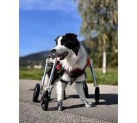 Carrito ajustable para silla de ruedas para perros XL con soporte de cuerpo completo para perros salchicha y problemas de movilidad, equipo de rehabilitación cómodo con cuatro ruedas