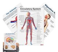 Cartel De Anatomía | 16 Piezas Posteros De Esqueleto | Gráfico Anatómico Integral Para La Pared Del Estudio En Hogar, La Escuela De Enfermería, La Oficina Médica, El Aula, Hospital, Uso De La