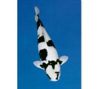 Cartel de Carpa Koi Shiro Utsuri - Mediciones: 210 x 297 mm | Opción: Papel laminado