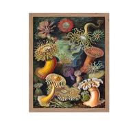 Cartel Master Ernst Haeckel Pster - Haeckel Actiniae Print - Sea Anemone Art - Arte acutico - Marine Life Art - Regalo para hombres y mujeres -