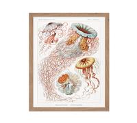 Cartel Master Ernst Haeckel Pster - Haeckel Discomedusae estampado - Arte de medusas - Arte acutico - Marine Life Art - Regalo para hombres y mujer