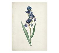 Cartel Vintage De Flor De Iris Botánico,Planta Floral Azul,Ilustración De Ciencia Antigua,Imagen De Dibujo,Arte De Pared,Impresión En Lienzo,Decoración,Carteles Art Deco - 50X70Cm
