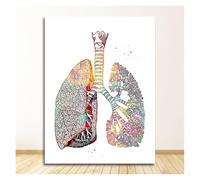 Carteles de la Oficina Educación Médica Pintura lienzo anatomía Humana Sistema muscular Arte Impresión acuarela Figura humana(1037XX14,30x45cm No Frame)