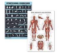 Carteles laminados para estiramiento y ejercicios musculares, tablas laminadas, paquete de 2, rutina de entrenamiento y patrón de anatomía muscular [oscuro] (18 x 24 pulgadas)