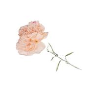 Casetlong 10 unids/Lote de claveles hidratantes, Flores Artificiales Tacto Real, Ramo for el día la Madre, decoración Boda, Fiesta en casa, Clavel Floral(Champagne)