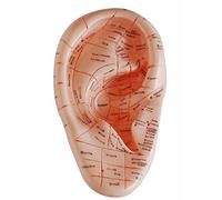 casstaly Versión en inglés para acupuntura de oído, modelo de aplicación auricular, modelo de puntos de acupuntura de oído