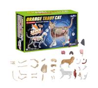 Cat 4D Animal Anatomy Study Cube - Learning Aid For Kids & Students