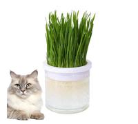 Cat Grass Planter - Maceta de Cultivo Hidropónico Claro, Contenedor Transparente de Compañía | Caja de Plantación de Gato Interior para Gatitos, Bricolaje Germination Play Gift