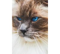 Cat Lined Notebook: Lined Journal | 110 Pages | 6" x 9" | Cozy Journal for Everyday Writing