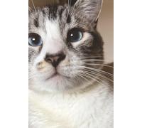 Cat Portrait Journal: 6" by 9" Book, 120 Lined Pages That Can Be Used for Daily Affirmations, Thankful Thoughts or Journaling.