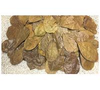 Catappa-Leaves.de Aquaristik Naturprodukte Import & Export 50 hojas de almendro de 6 a 9 cm, tamaño nano para los pequeños envíos en caja, cuidadosamente seleccionadas