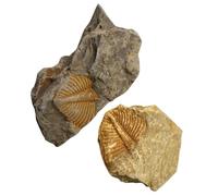 CATIEBYE 2 Piezas de Fósiles de Trilobites Reales para Decoración y Enseñanza Científica Modelo Educativo de Paleontología para Prácticas Docentes y Juegos Infantiles